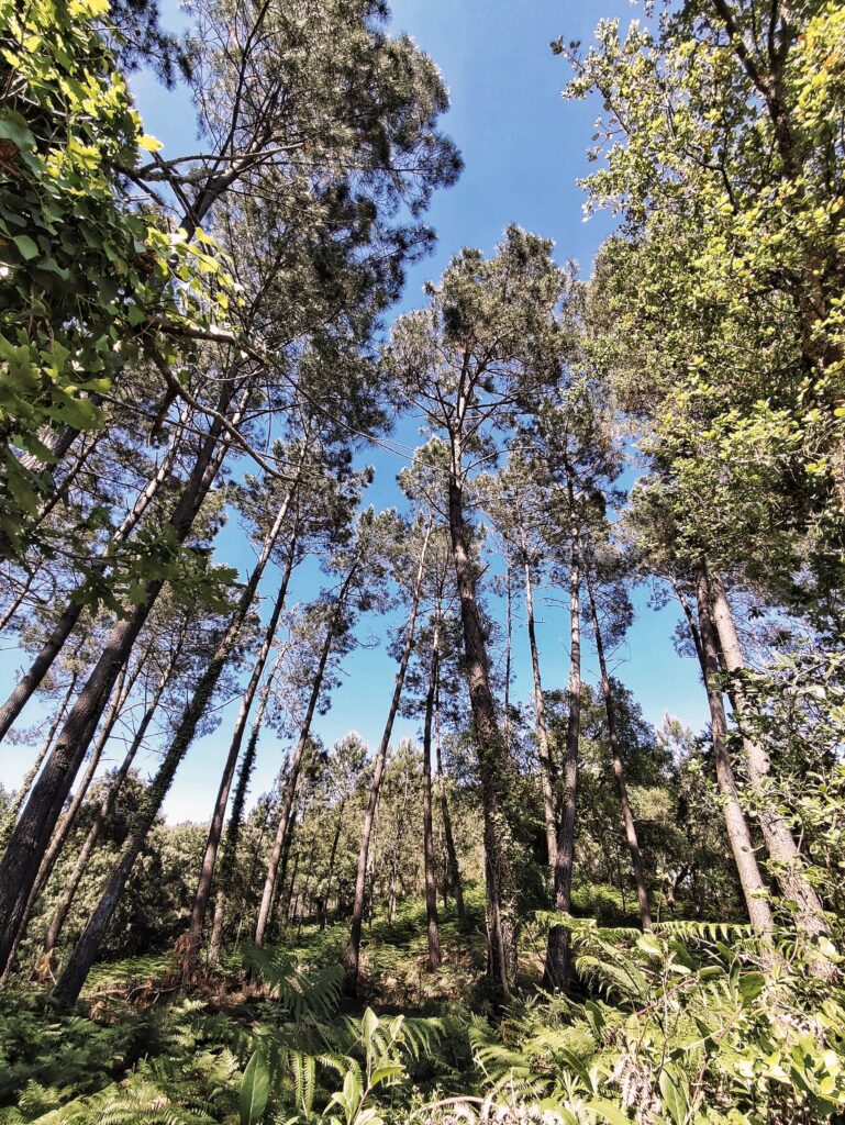 2022 forêt de pins sur la côte basque