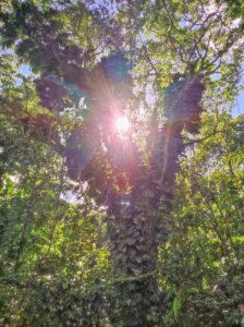 Lune de miel soleil perçant au travers d'un arbre