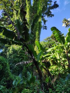 Lune de miel forêt de bananier en Guadeloupe